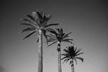 Près des Palmiers