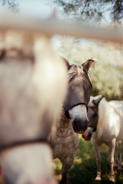 Les camarguais