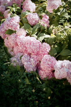 Les hortensias