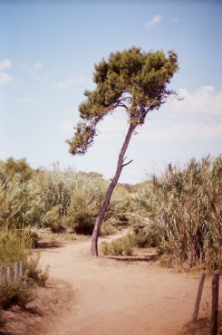 Sur la presqu'île, les arbres dansent