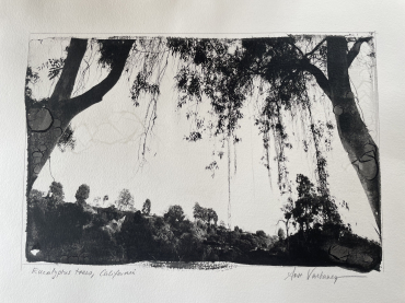 Eucalyptus, Los Angeles, California, 2002