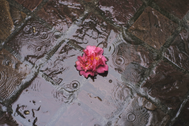 Flower power