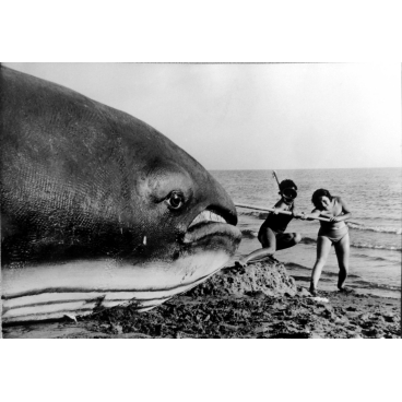 Elles ont tué la baleine
