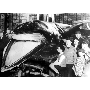 L'arrivée de la baleine à Hambourg