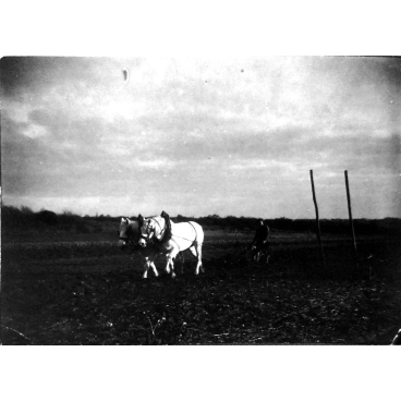 Cheval au travail