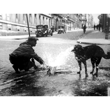 Un chien prend une douche froide en prévision des chaleurs