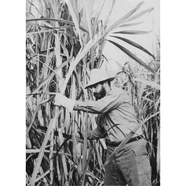 Fidel coupe la canne à sucre, vers 1960