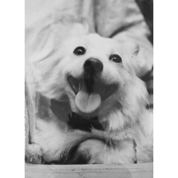 Otvazhnaya (courageux), le chien de l'espace, juin 1960