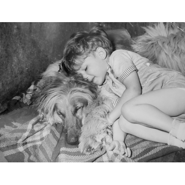Exposition de chiens Afghans, 10 mai 1958