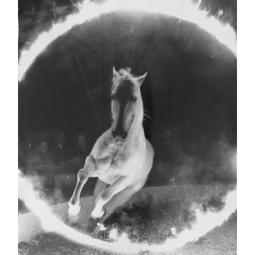 Un cheval fougueux