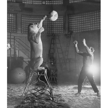 Volleyball avec sa lionne, cirque Tchékoslovaque