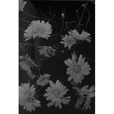 Bouquet de marguerites #2