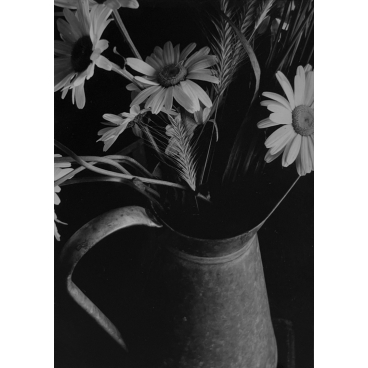 Bouquet de marguerites #1
