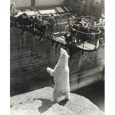 Zoo : ours blanc; 1962/63