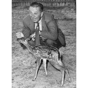 Walt Disney et bambi, 1958