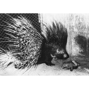 Telle mère tel fils au zoo de Munich, 1972