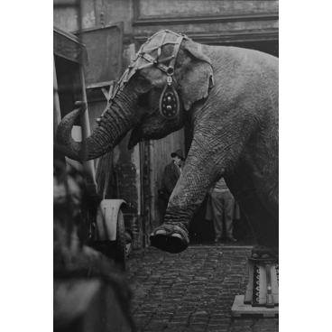 Un éléphant dans la ville