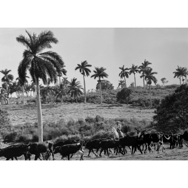 La vie dans la République cubaine