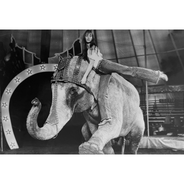 La belle et l'éléphant, 1975