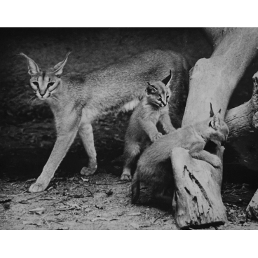 Les caracals en famille, 1979