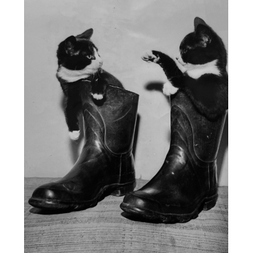 Les chats bottés, 1965