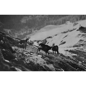Des chamois en hiver