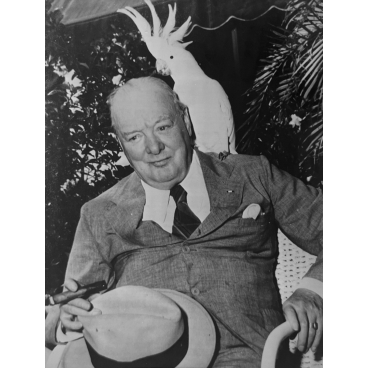 Winston Churchill et un cacatoès