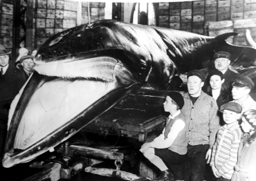 L'arrivée de la baleine à Hambourg