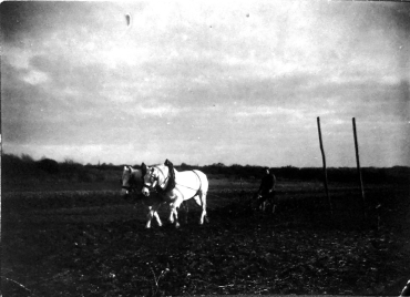 Cheval au travail