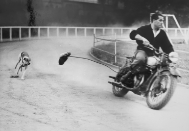 Au cynodrome de Vanves le lièvre est 