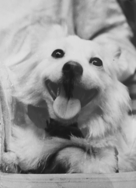 Otvazhnaya (courageux), le chien de l'espace, juin 1960