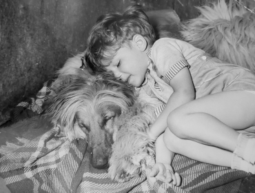 Exposition de chiens Afghans, 10 mai 1958
