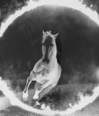 Un cheval fougueux