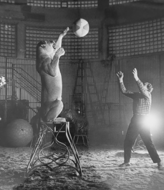 Volleyball avec sa lionne, cirque Tchékoslovaque