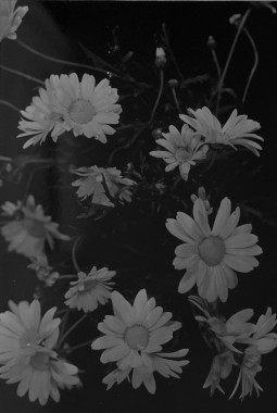 Bouquet de marguerites #2