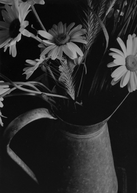 Bouquet de marguerites #1