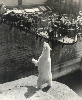 Zoo : ours blanc; 1962/63