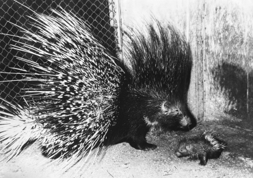 Telle mère tel fils au zoo de Munich, 1972