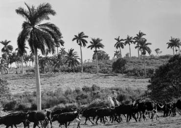 La vie dans la République cubaine