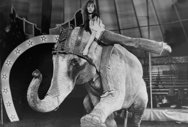 La belle et l'éléphant, 1975