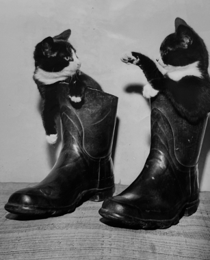Les chats bottés, 1965