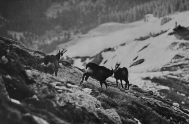 Des chamois en hiver