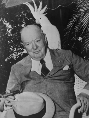 Winston Churchill et un cacatoès