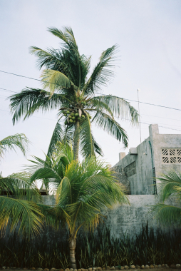 Palm tree concrete